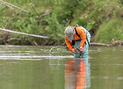 The Release of a fish